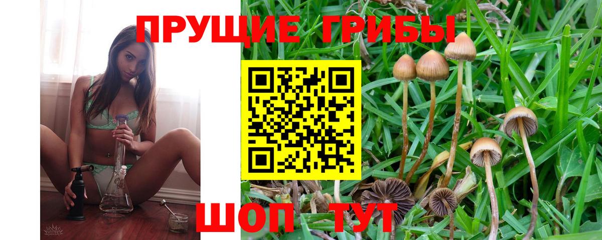 Галлюциногенные грибы Psilocybine cubensis Россошь